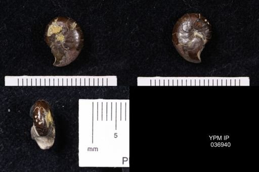 Tornoceras uniangulare
