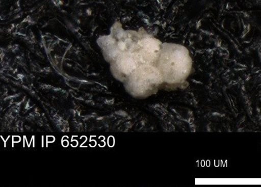undet. Foraminiferida
