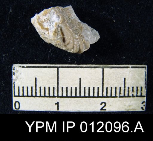 Hustedia meekana