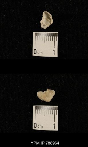 undet. Brachiopoda