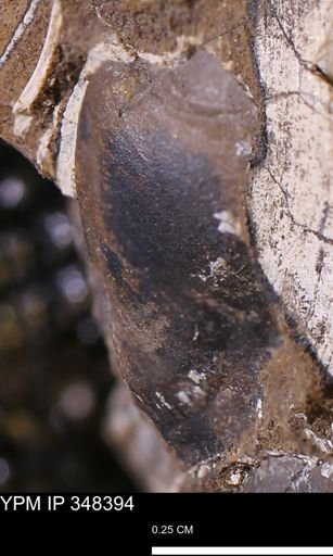 undet. Bivalvia