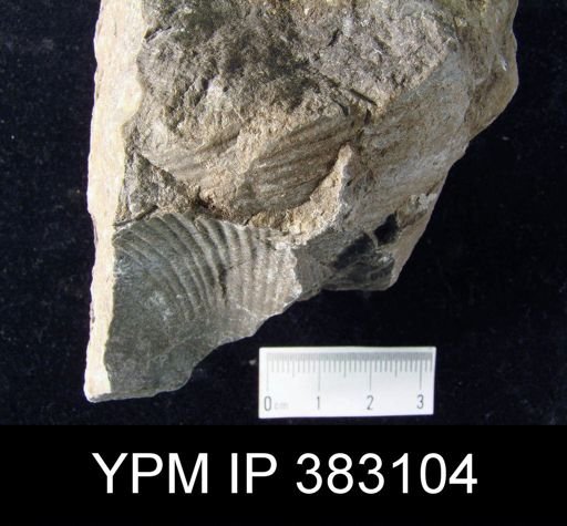 Conchidium sp.