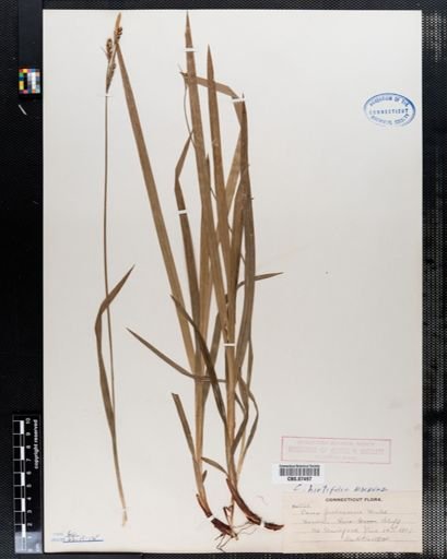 Carex hirtifolia
