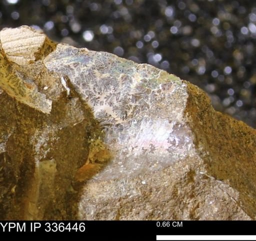 undet. Ammonoidea