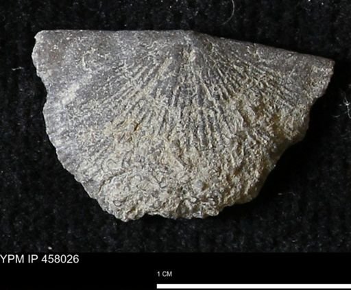 Strophodonta sp.