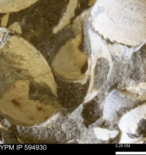 Limopsis striatopunctatus