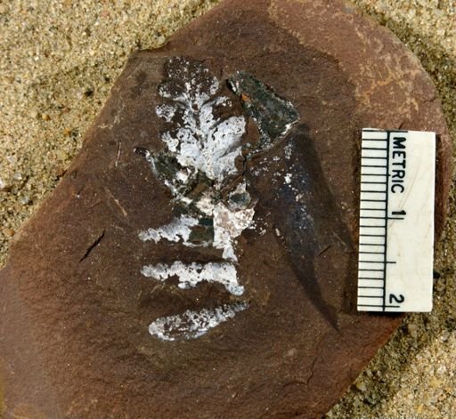 Lepidostrobus sp.