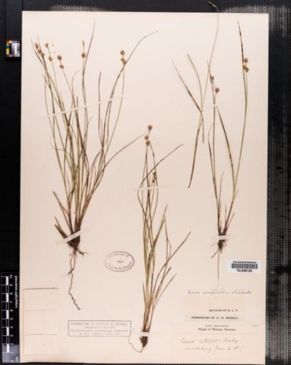 Carex interior