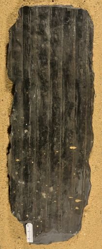 Sigillaria?