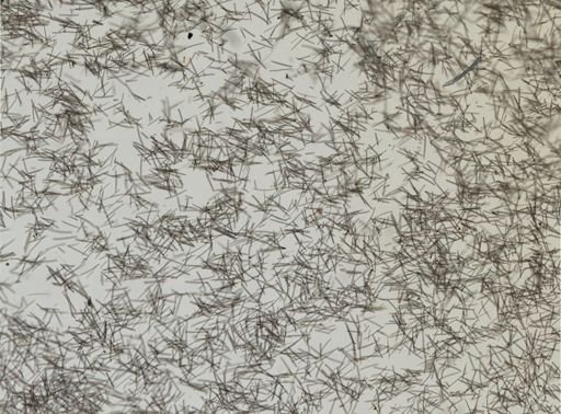 Isodictya deichmannae