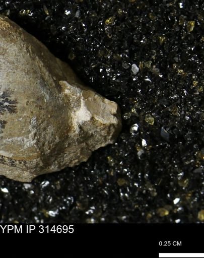 undet. Mollusca