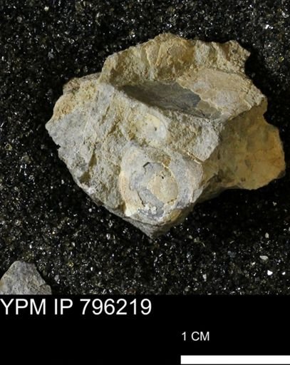 Spisula elliptica