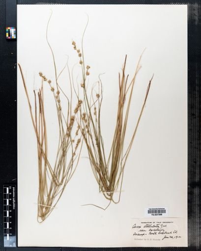 Carex stellulata