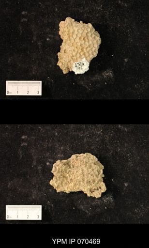 Favosites brownsportensis