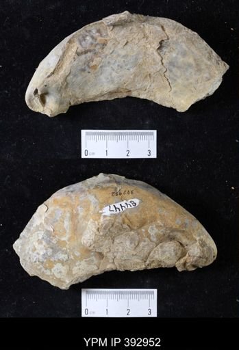 Scaphites sp.