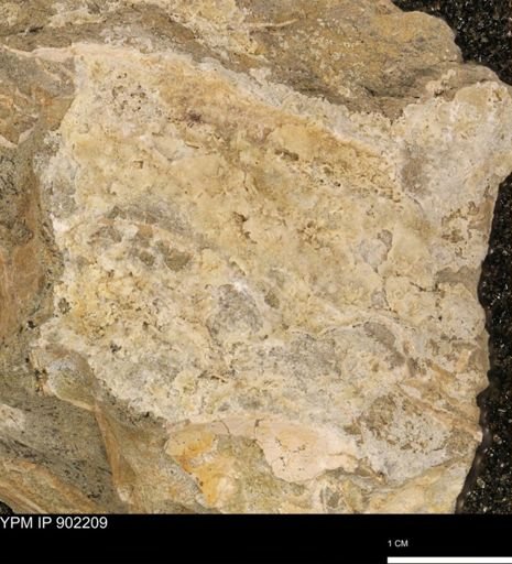 undet. Inoceramidae