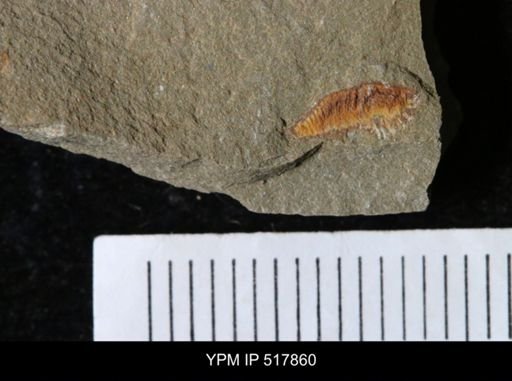 undet. Synziphosurina