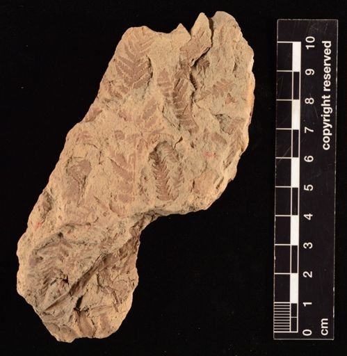 Cladophlebis sp.