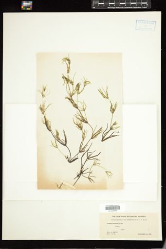 Chara coronata