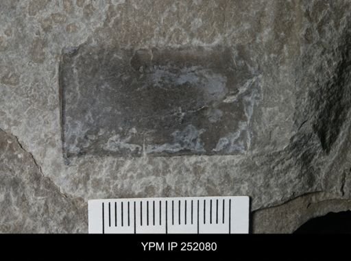 Eurypterus sp.