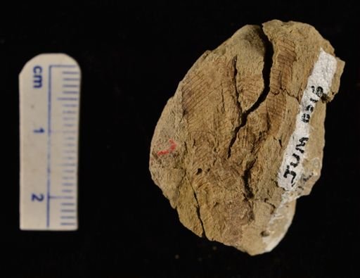 Filicopsida