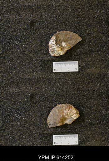 Jeletzkytes sp.