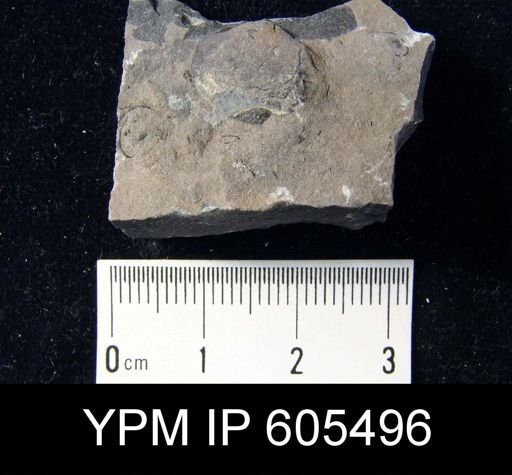 undet. Brachiopoda