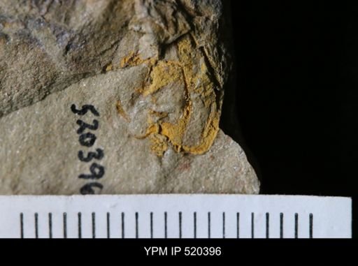Chauvelicystis?