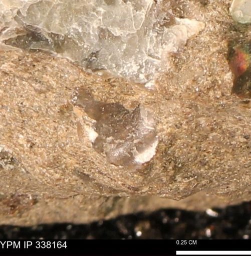 undet. Bivalvia