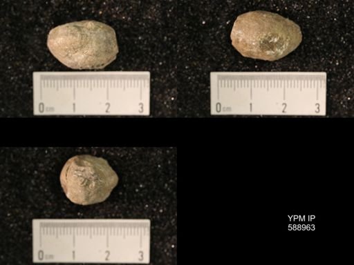 Dalmanella sp.