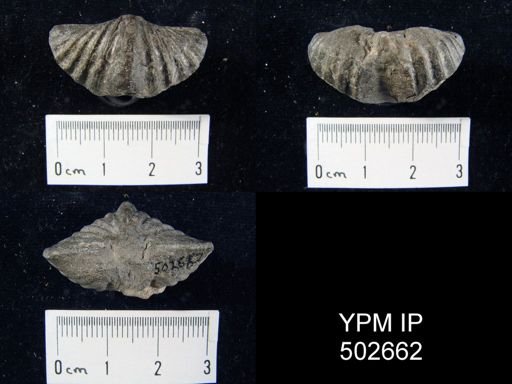 Spirifer duodenarius