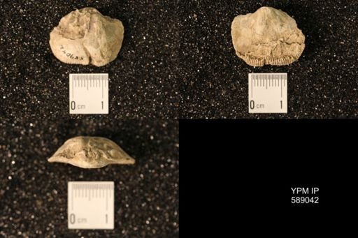 Dinorthis subquadrata