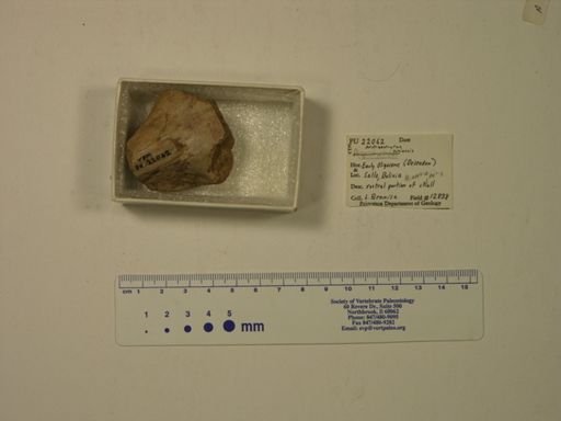 Archaeohyrax suniensis