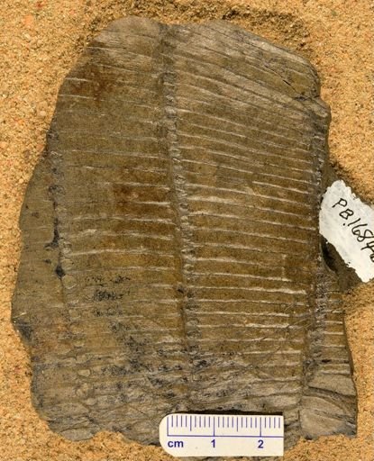 Calamites sp.