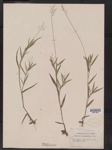 Panicum lanuginosum