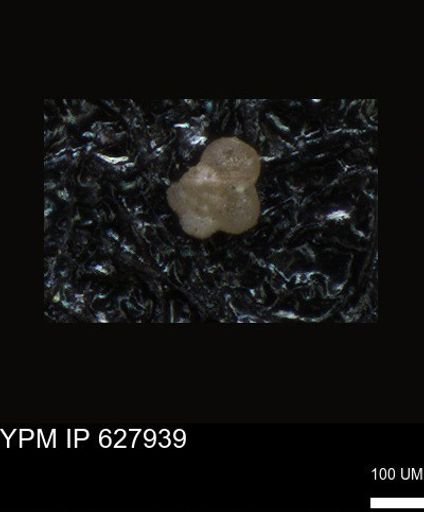undet. Foraminiferida