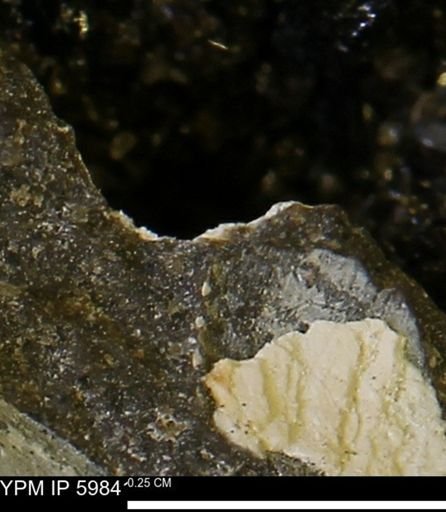 Limopsis striatopunctatus