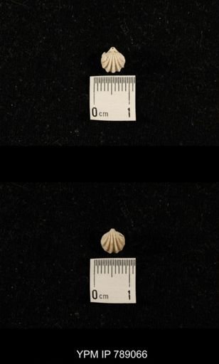 undet. Brachiopoda