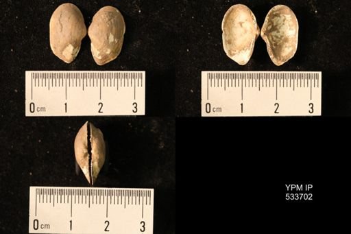 Yoldia arctica