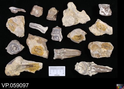 undet. Actinopterygii