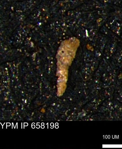 undet. Foraminiferida