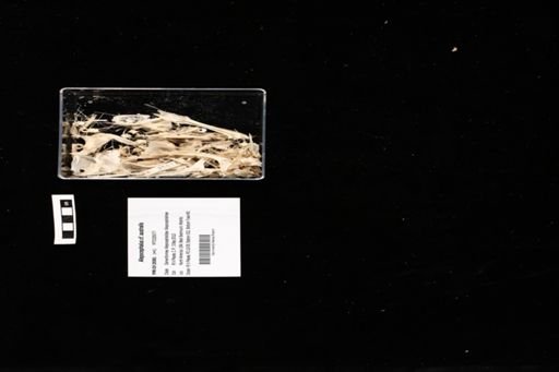 Alepocephalus cf. australis