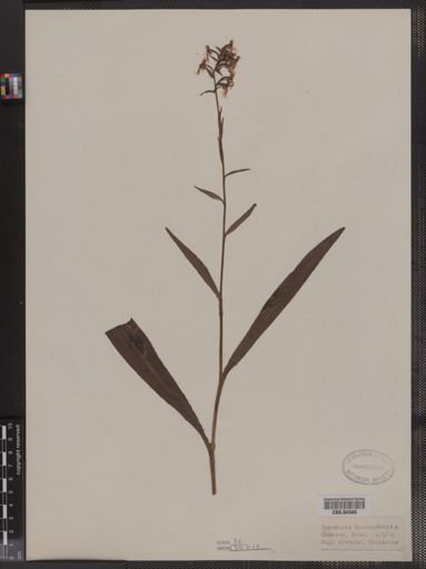 Habenaria lacera