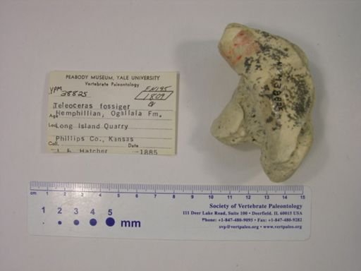 Teleoceras fossiger