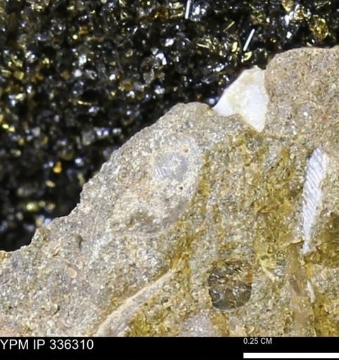 undet. Mollusca
