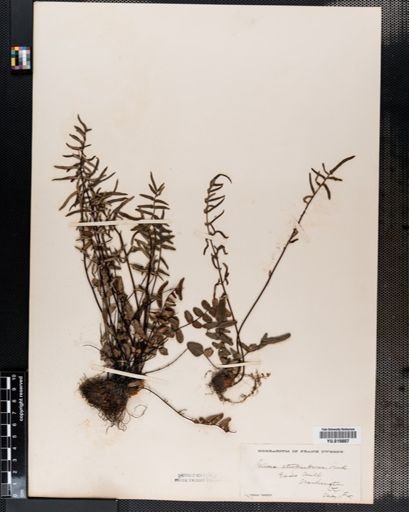 Pellaea atropurpurea