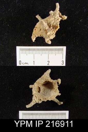 Hercosia sp.