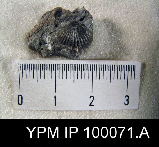 Camarotoechia glomerosa