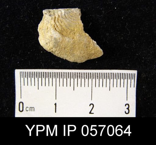 Leptaena rhomboidalis