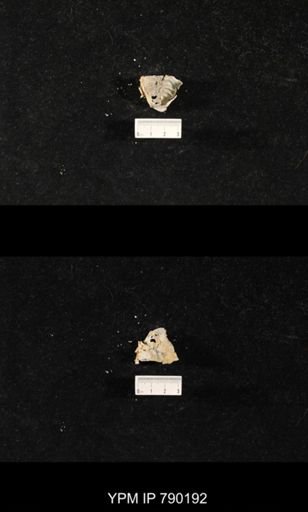 Leptodus sp.